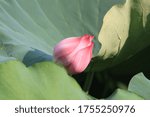 Small photo of Lotus flower at Hanoi Phuong Liet Lake