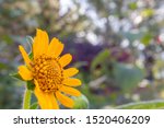 Small photo of Beautiful yellow daisy flower or tetraneuris scaposa