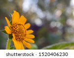 Small photo of Beautiful yellow daisy flower or tetraneuris scaposa