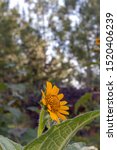 Small photo of Beautiful yellow daisy flower or tetraneuris scaposa