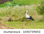 Small photo of White Stork in summer