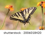Papilio Canadensis  The...