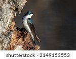 Male Tree Swallow In Spring  