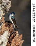 Male Tree Swallow In Spring  