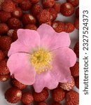 Small photo of Fragaria vesca, commonly called the wild strawberry, woodland strawberry, Alpine , Carpathian or European strawberry