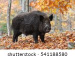 Male Wild-boar in autumn forest