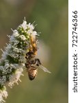 Ambush Bug Eating A Bee