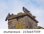 Three Pigeons On The Chimney Of ...