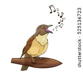 Vector Singing Nightingale Bird ...