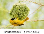Yellow Bird In Nest