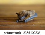 Small photo of The big bat (Myotis myotis) is one of the largest bats, which is widespread in Europe except for the Nordic countries.