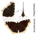 The Mourning Cloak Or...