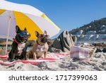French Bulldogs at the beach, picnic basket, cool sunglasses, beach umbrella, summer days.