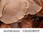 mushroom fungus spores leaves