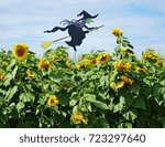 Small photo of Cutout of a witch with a pale green face flying on a broomstick with a large field of sunflowers in the immediate foreground and a blue sky with white clouds overhead on a nice autumn day in Vermont.