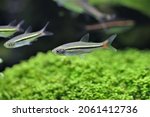 Small photo of Blackline rasbora fish(Redline rasbora) are swimming in freshwater aquarium with aquatic plants background. Rasbora borapetensis is a beautiful streamlined freshwater fish native to Thailand.