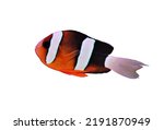 Small photo of Clark's anemonefish on isolated white background. Amphiprion clarkii (Clark's clownfish) always live in coral reef in the sea among sea anemones.