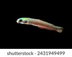 Small photo of Zebra barred dartfish (Chinese zebra goby) on isolated black background. Ptereleotris zebra is marine ornamental fish found near coral reefs, native to the Indian Ocean and the western Pacific Ocean