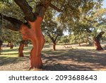 Photograph Of Cork  Quercus...