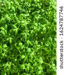 Small photo of Garden cress sprouts from above. Cress, also pepperwort or peppergrass. Lepidium sativum, a fast-growing edible herb. Green seedlings and healthy microgreen. Macro food photo.