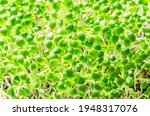 Crimson clover sprouts, close up. Italian clover, microgreens. Seedlings of Trifolium incarnatum, green shoots, young plants and sprouts. Herb used as garnish or as a leaf vegetable. Macro food photo.