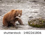 Wild Brown Bear  Ursus Arctos . ...