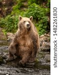 Wild Brown Bear  Ursus Arctos . ...
