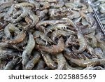 Small photo of Many fresh raw shrimps close up, heap of prawns on seafood market, tropical marine crustaceans, gourmet healthy food, sea or ocean animal, shrimp pattern, prawn texture.