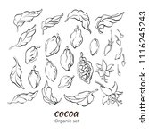 vector set of cocoa tree leaves ... | Shutterstock .eps vector #1116245243