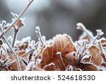 Hoarfrost on withered leaves