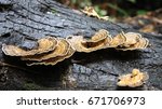 Grow Mushrooms On Logs   Stump  ...