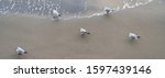Five Seagulls On The Baltic Sea....