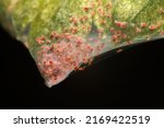 Small photo of Super macro photo group of Red Spider Mite infestation on vegetable. Insect concept.
