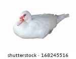 Duck White Isolated On White...