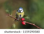 ute eurasian blue bird sitting on the branch. Parus caeruleus. Spring wildlife scene from nature. Bird in the nature habitat. Rose bush with berries. (pometum)