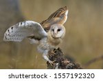 Magnificent Barn Owl Perched On ...
