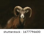 mouflon (Ovis orientalis orientalis) close up portrait. Close-up portrait of mammal with big horn, Czech Republic. 
