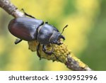 Small photo of Female of the stag beetle on a close up picture in its natural environment - sitting on the branch. A rare and endangered beetle species with large mandibles, occurring in Europe. Lucanus cervus