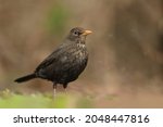 Portrait Of A Female Blackbird...