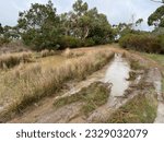 native australian bush with muddy puddle on dirt track