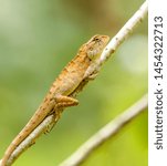 Small photo of Oriental garden fence lizard or Calotes versicolor sitting on a branch in the tropical jungle. Asian lizard on a blurred background of green forest. Animal of Asia, reptile