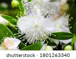 Small photo of Flowers of myrtle or Myrtus communis close-up on a dark background.