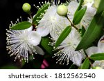 Small photo of Macro photo flowers of myrtle or Myrtus communis close-up on a dark background.