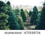 Trees in Rows at a Christmas Tree Farm