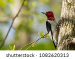 Red Headed Woodpecker On A Tree