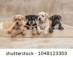 American staffordshire terrier...