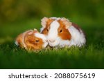 Small photo of Guinea pig mother with a guinea pig baby outdoors in summer