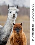Mother Alpaca With A Baby....