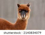 Lovely Brown Alpaca. South...