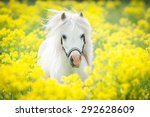 White Shetland Pony On The...